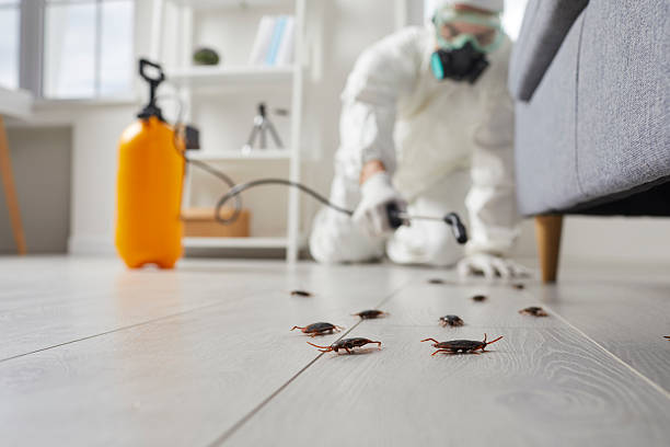 Commercial Kitchen Cockroach Control in Kula